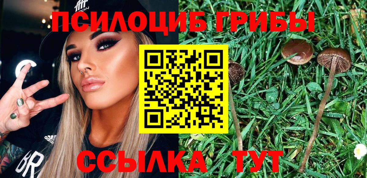Первоуральск  Галлюциногенные грибы Psilocybe  Вход с VPN 